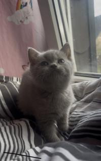 Britisch kurzhaar Katzen