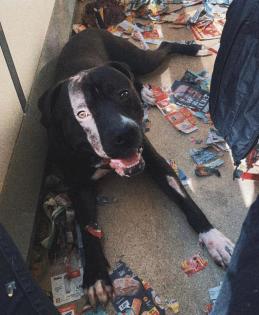 Canecorso boxer old englisch Bulldog