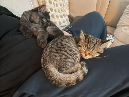Zwei Kitten suchen ein tolles zuhause