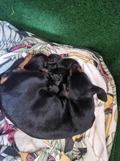 Zwergpinscher/Rehpinscherwelpen