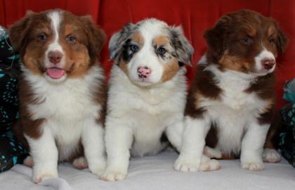 3 Australian Shepherd Deckrüde.
