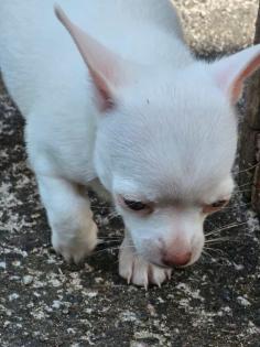 Chihuahuas reinrassig