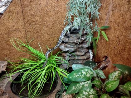 2 Köpy Mojave 1. 1 Inkl. Terrarium und zubehör