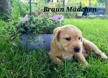 Labrador Welpen schwarz und gelb