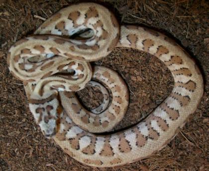 TEPPICHPYTHON HYPO JAGUAR UND SIBLINGS AUS 2021