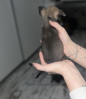 9 Süße Chihuahua Welpen