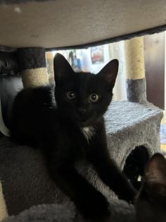 BKH/EKH Mix Kitten suchen ein zuhause