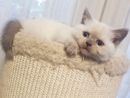 BKH Kitten Britisch Kurzhaar