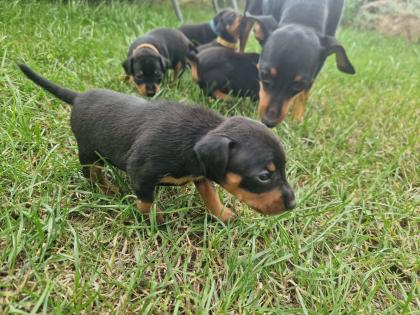 Zwergpinscher/Rehpinscherwelpen