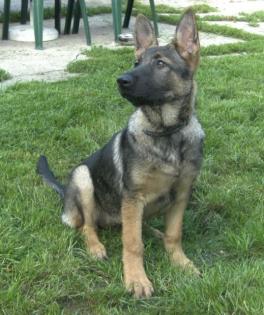Deutscher Schäferhund Junghund/gerader Schlag, wolfsgrau