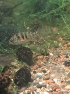 Mikrogeophagus altispinosus Bolivianischer Schmetterlingsbuntbarsch