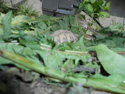 Griechische Landschildkröten THB, robuste Ostrasse, Nachzuchten aus 2020, 2021 und 2022