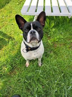 Französische pull dogge mix