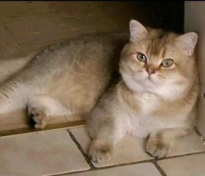 BKH Kitten in Gold mit Stammbaum Abholbereit