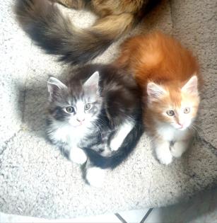 Prächtige Maine Coon Kitten
