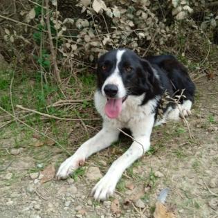 Shelly sucht ein Zuhause