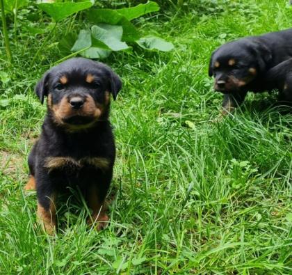 Rottweiler Herzen suchen passende Umfelder