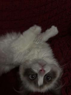 Ragdoll-Katze
