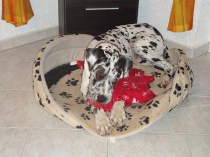 Liebevoller dt. Doggenrüde 2Jahre