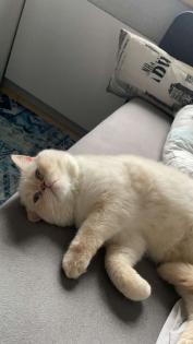 Ragdoll/BKH