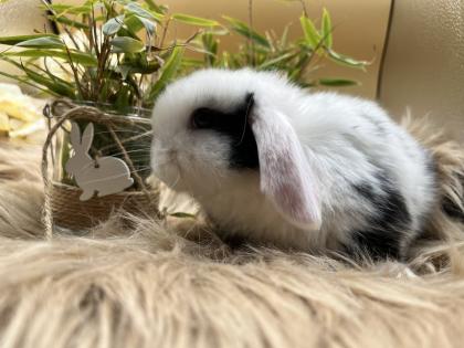 Minilop-Zwergwidder-Mini Lop-Zwergkaninchen-Tierversand möglich
