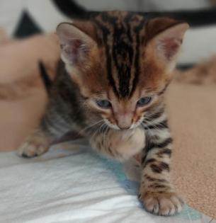 Süße Bengalkatzen zu verkaufen