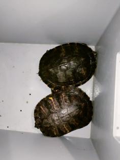Verkaufe zwei Gelbwangenschildkröten