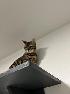 Bengal Paar Katze/Kater