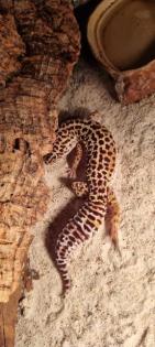 2 Leopardengeckos abzugeben