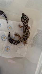 2 Leopardgecko Weibchen Terrarium