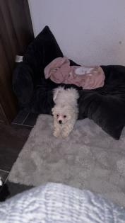 Maltipoo Welpe zu verkaufen