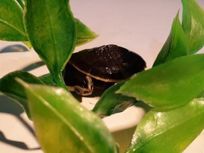 Wasserschildkrötennachwuchs zu verkaufen
