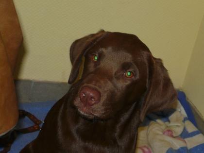 Junges Labrador Hündin, silber trägerin.