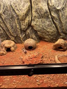 Gecko mit Terrarium
