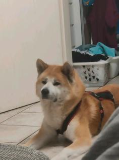 Akita inu Rüde hund