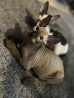 Super süße Can. Sphynx Kitten such ein Zuhause
