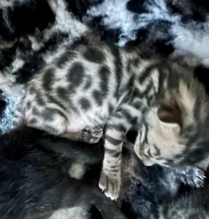 Bengalen aus liebevoller Zucht mit TICA-Stammbaum melanistic und brown spotted