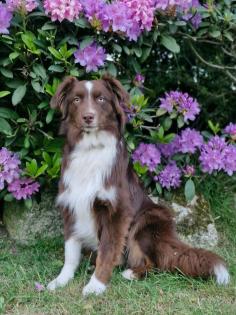 Australian Shepherd Rüde sucht fördernde Hände
