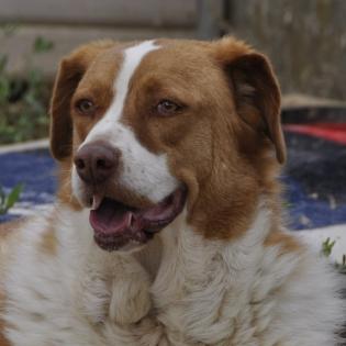 Bitsie sucht ein Zuhause