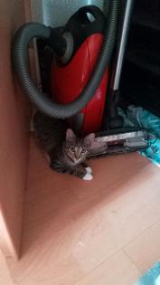 Kater abzugeben