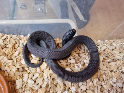 Feilennatter Limaformosa / Gonionotophis. crossi 0. 2 NZ