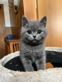 BKH - KITTEN 13 WOCHEN