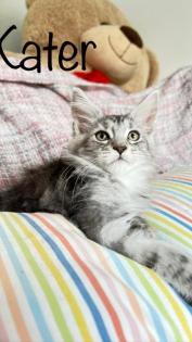 Maine Coon Kitten