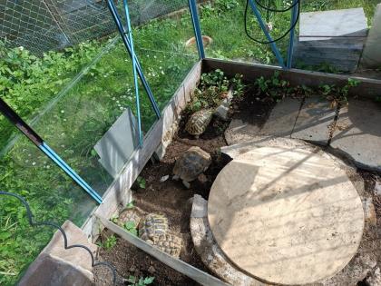 Junges erwachsenes Weibchen, griechische Landschildkröte mit Gelege