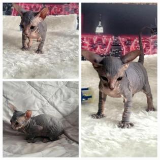 Don Sphinx Kitten