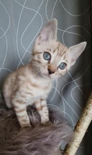 Bengal Kitten snow lynx mink