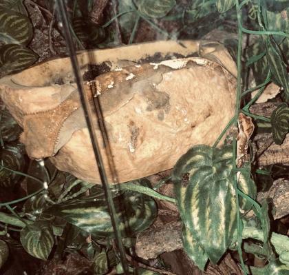 Kronengeckos Correlophus ciliatus - Nachzuchten abzugeben