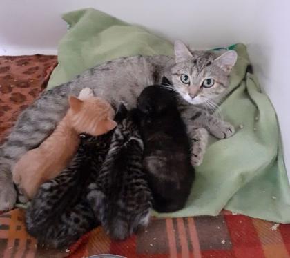 Kitten suchen liebevolles Zuhause aus dem Tierschutz
