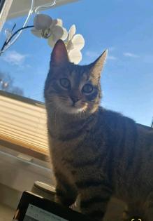 Katze vermisst