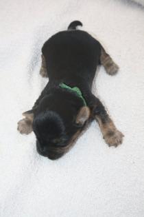 Biewer - Yorkshire Terrier Welpen